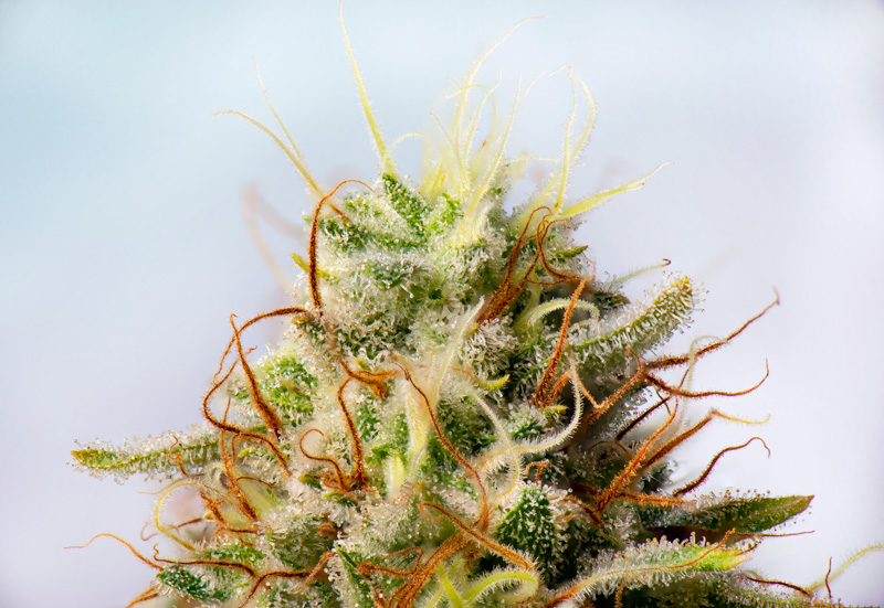 Introductory 101: Terpenes & Flavonoids