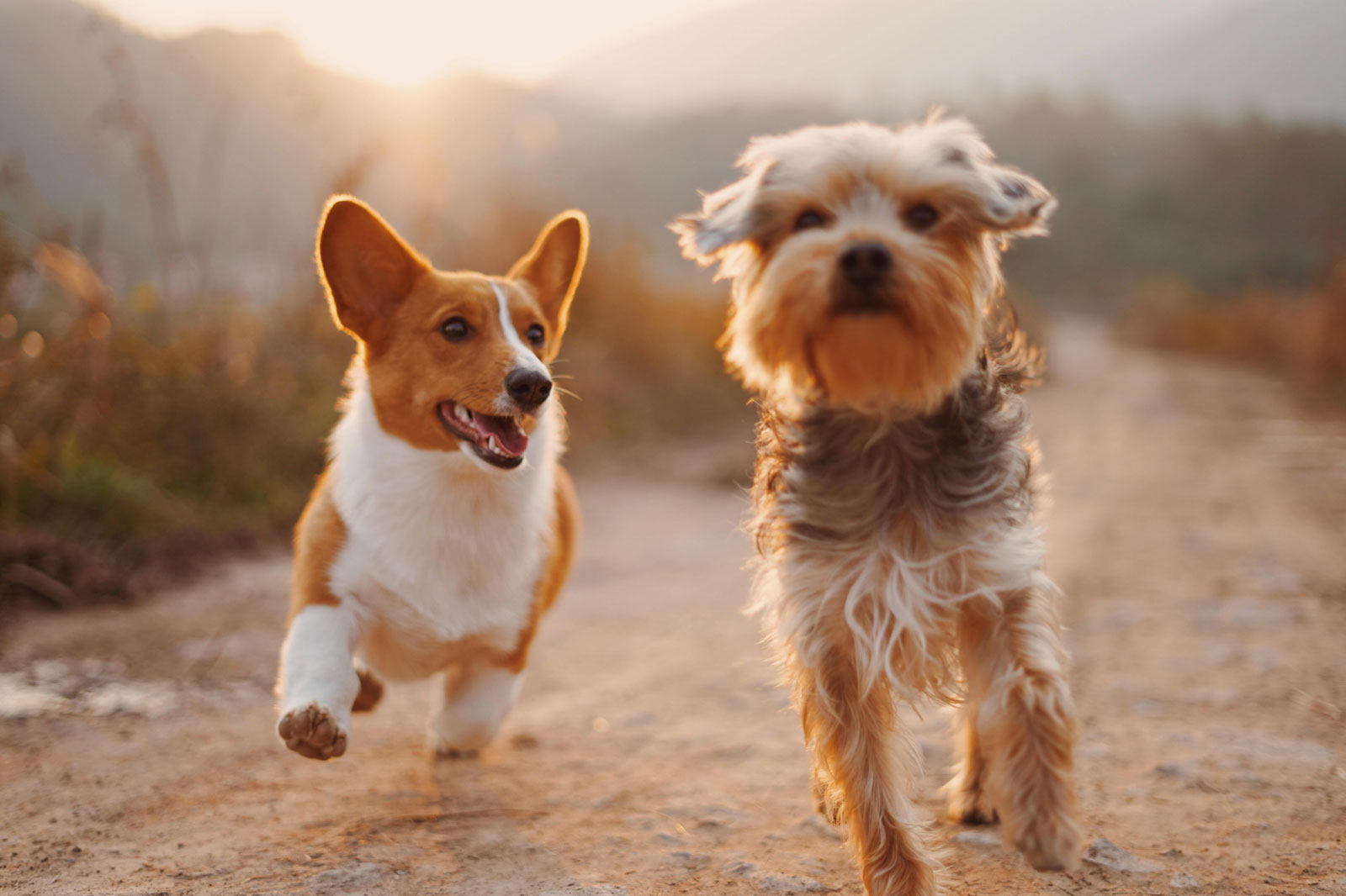 Love the Fur You’re In: CBD for Pet Allergies