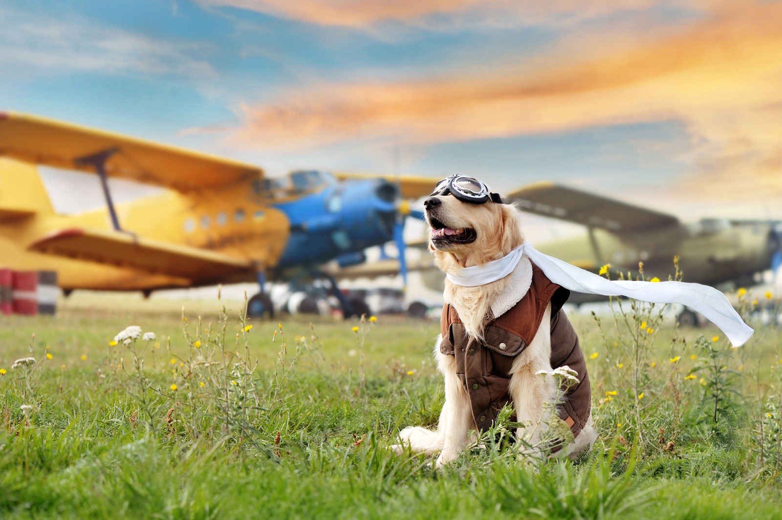 Can I Fly with My Pet’s CBD?