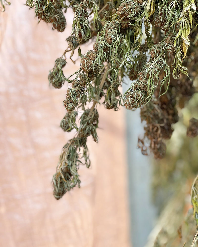 Why Do We Hang Dry Our (hemp derived) Cannabis Upside Down?
