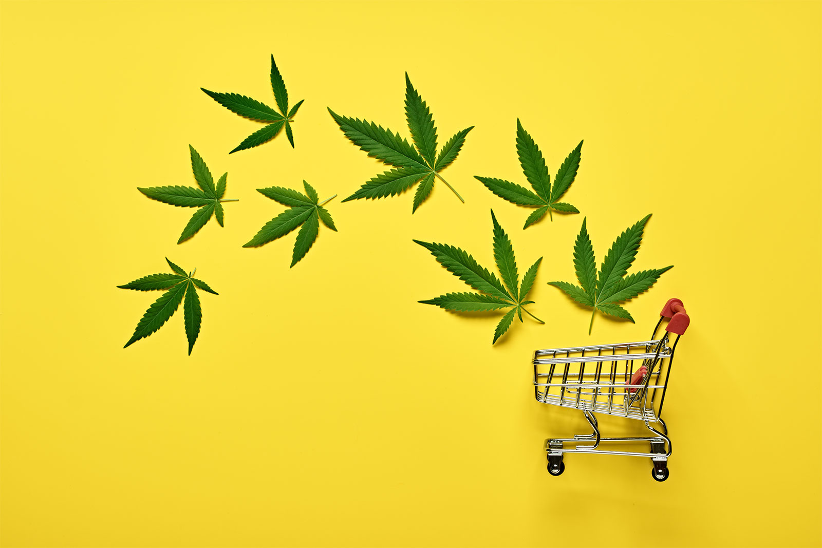 5 Questions To Ask Before Buying CBD