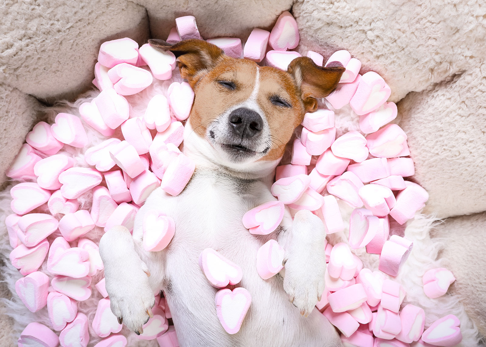 5 Ways to Love On Your Pet Today!