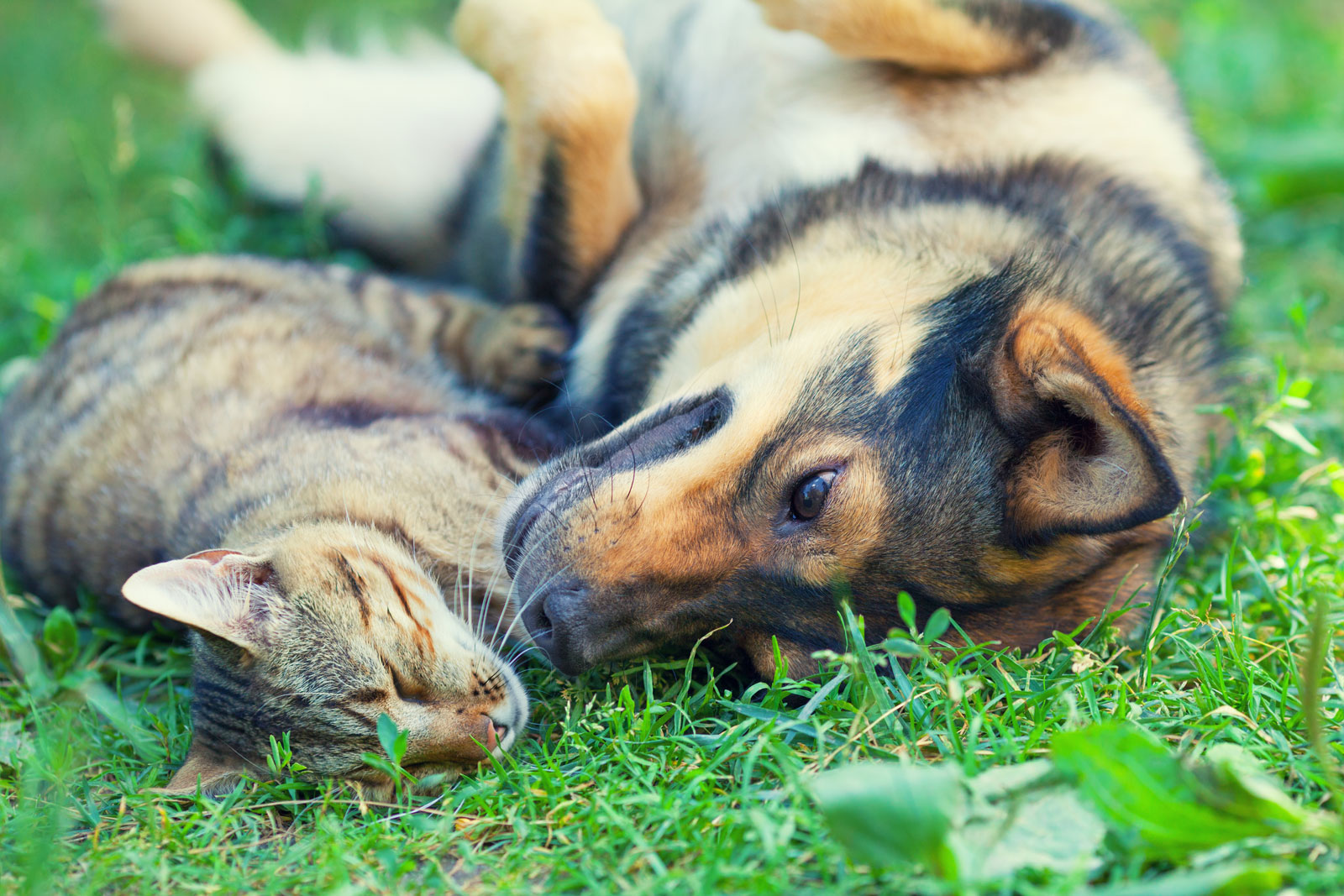 5 Ways CBD Can Help With Your Pet’s Health