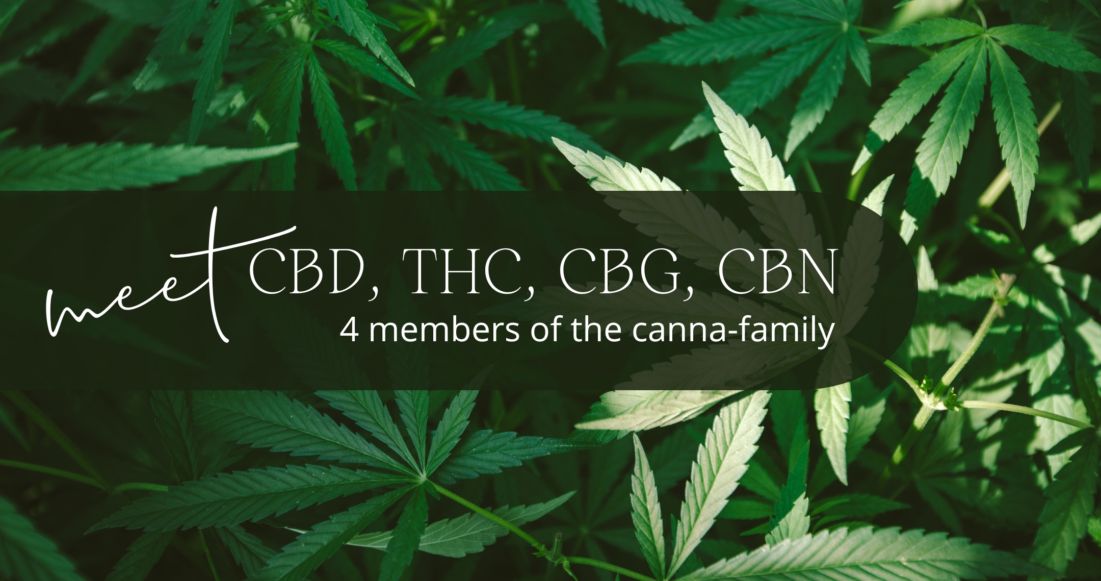 Meet 4 of the Canna-Family Members: CBD, THC, CBG, and CBN