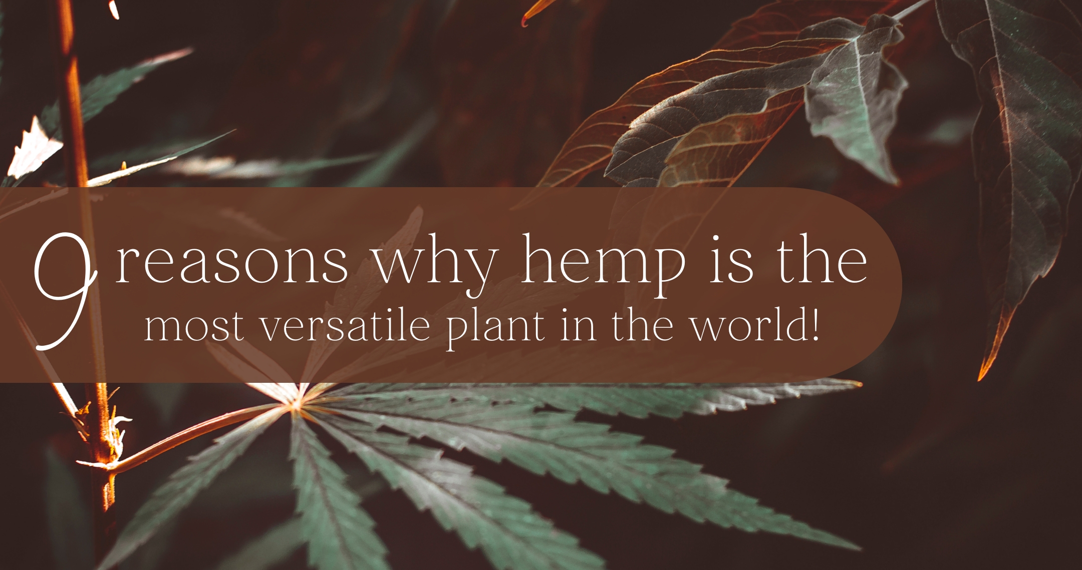 9 Reasons Why Hemp is the Most Versatile Plant on Earth!