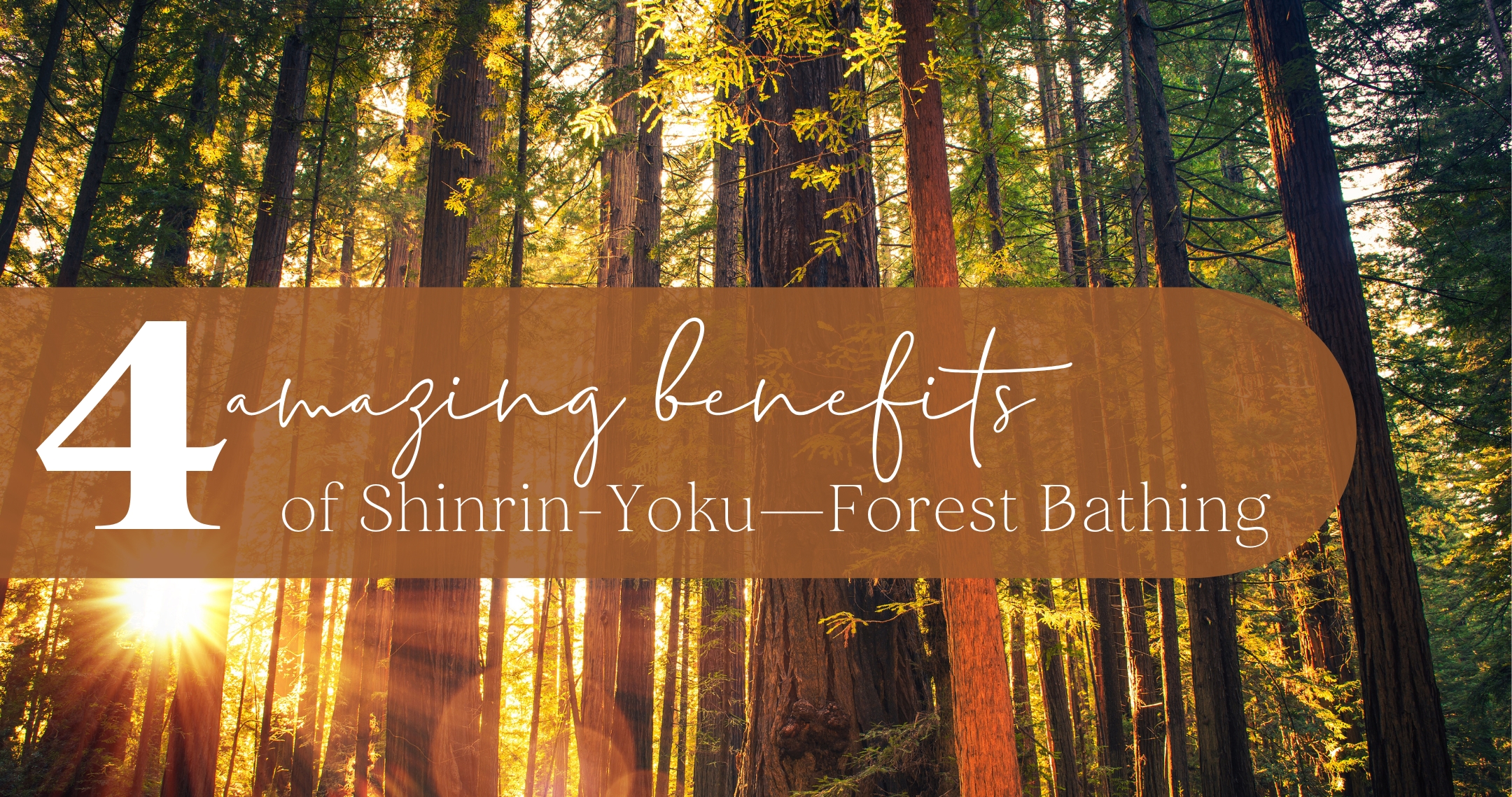 4 Health Benefits of Shinrin-Yoku—Forest Bathing